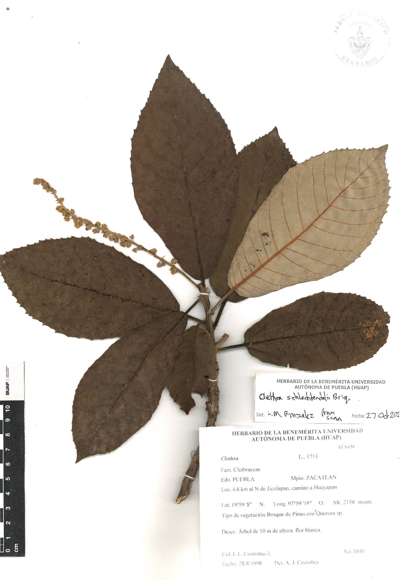 Clethra schlechtendalii image