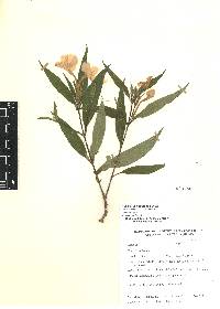 Ruellia jussieuoides image