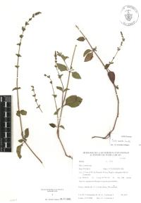 Salvia misella image