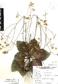 Ageratina bellidifolia image