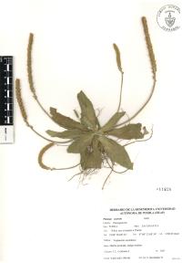 Plantago australis image