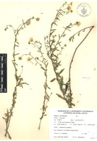 Erigeron karvinskianus image