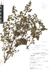 Mesosphaerum urticoides image