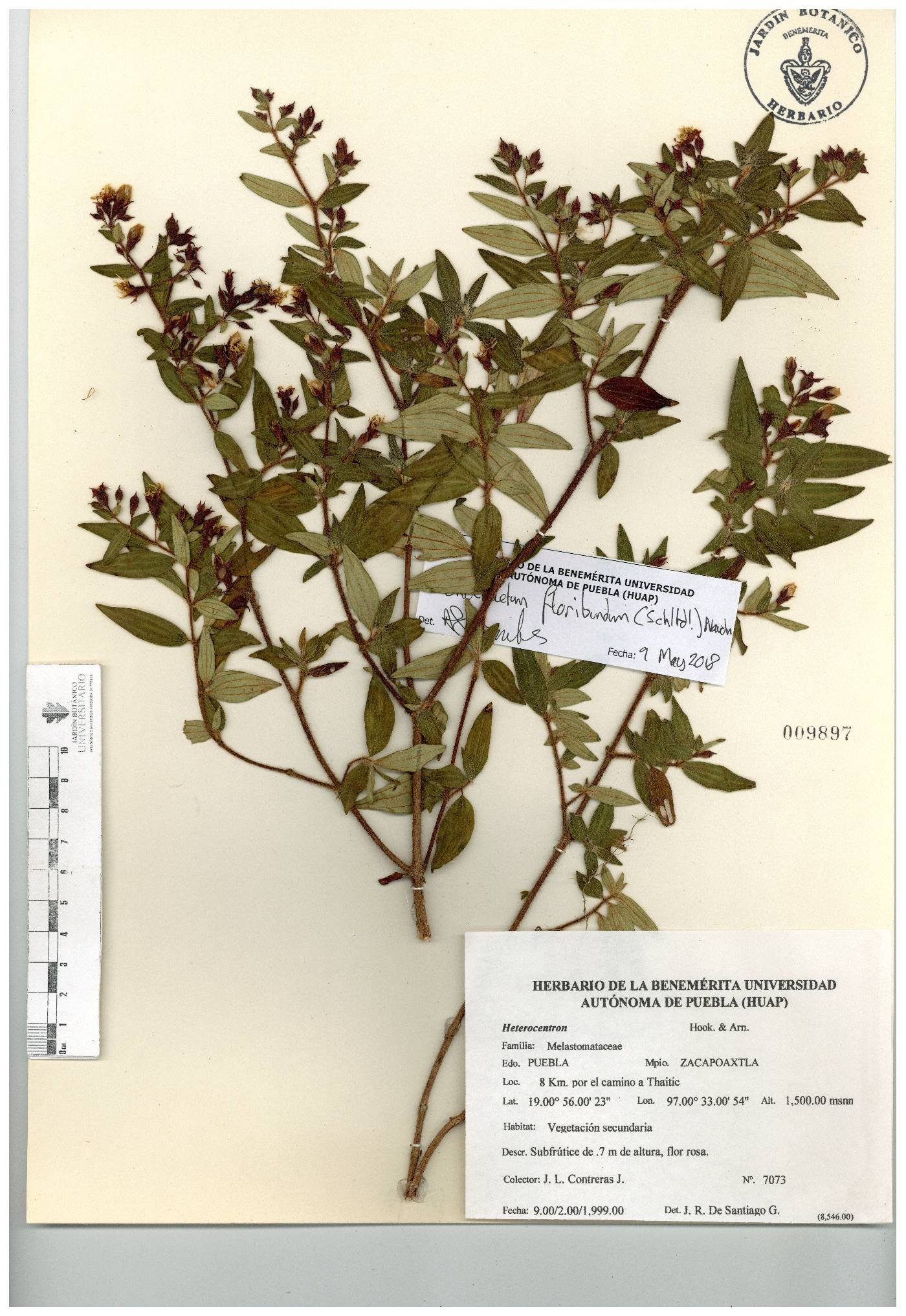 Monochaetum floribundum image