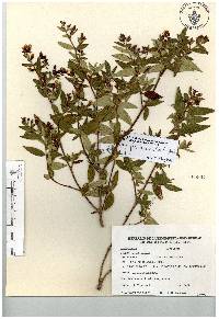 Monochaetum floribundum image