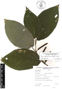 Piper lapathifolium image