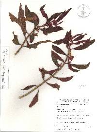 Columnea schiedeana image