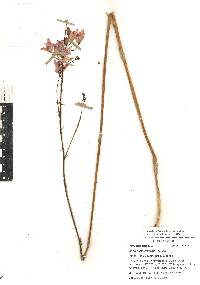 Bletia purpurea image