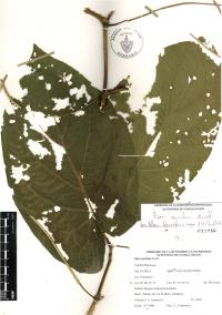 Piper auritum image