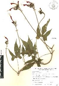 Ipomoea hastigera image