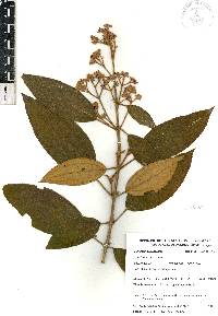 Miconia xalapensis image