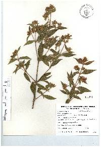 Chaetogastra longifolia image