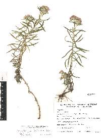 Gnaphaliothamnus salicifolius image