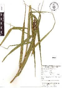 Scleria bracteata image