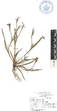 Sisyrinchium micranthum image