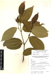 Piper amalago image