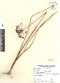 Allium glandulosum image