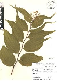 Maianthemum paniculatum image