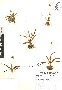 Echeandia nana image