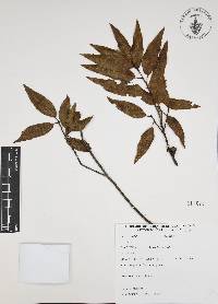 Quercus affinis image