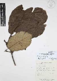 Quercus candicans image