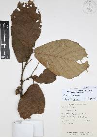 Quercus candicans image