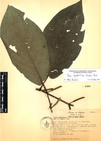 Piper lapathifolium image