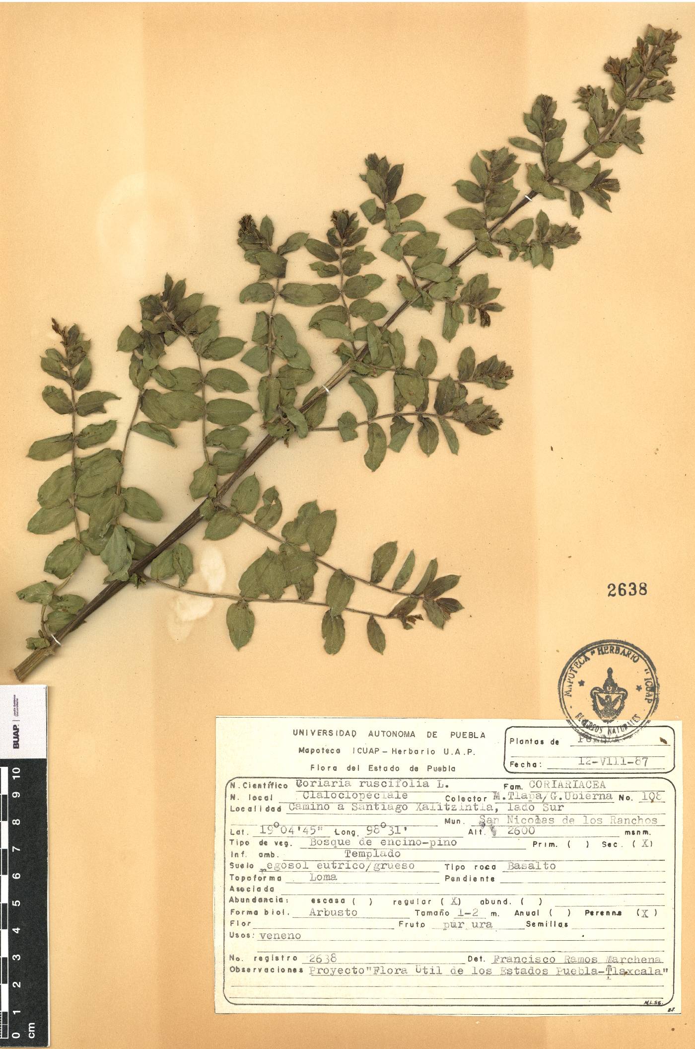 Coriaria ruscifolia image