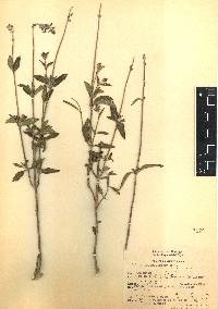 Salvia lavanduloides image