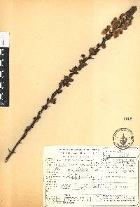 Pedicularis mexicana image
