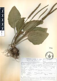 Plantago major image