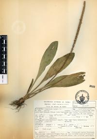 Plantago major image
