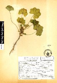 Malva parviflora image