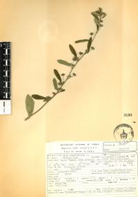 Sida rhombifolia image