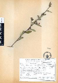 Sida rhombifolia image