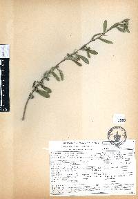 Sida rhombifolia image