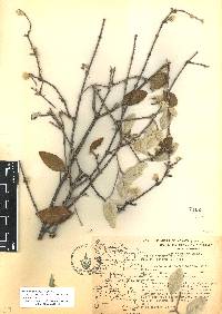 Iresine discolor image