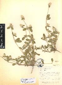 Gomphrena serrata image