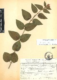 Vinca major image