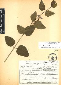 Vinca major image