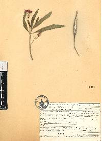 Asclepias curassavica image