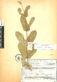 Asclepias glaucescens image