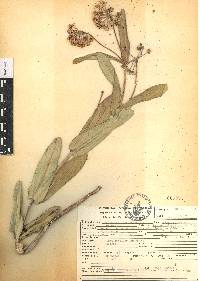 Asclepias glaucescens image