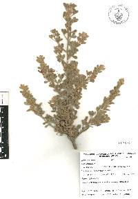 Krameria cytisoides image