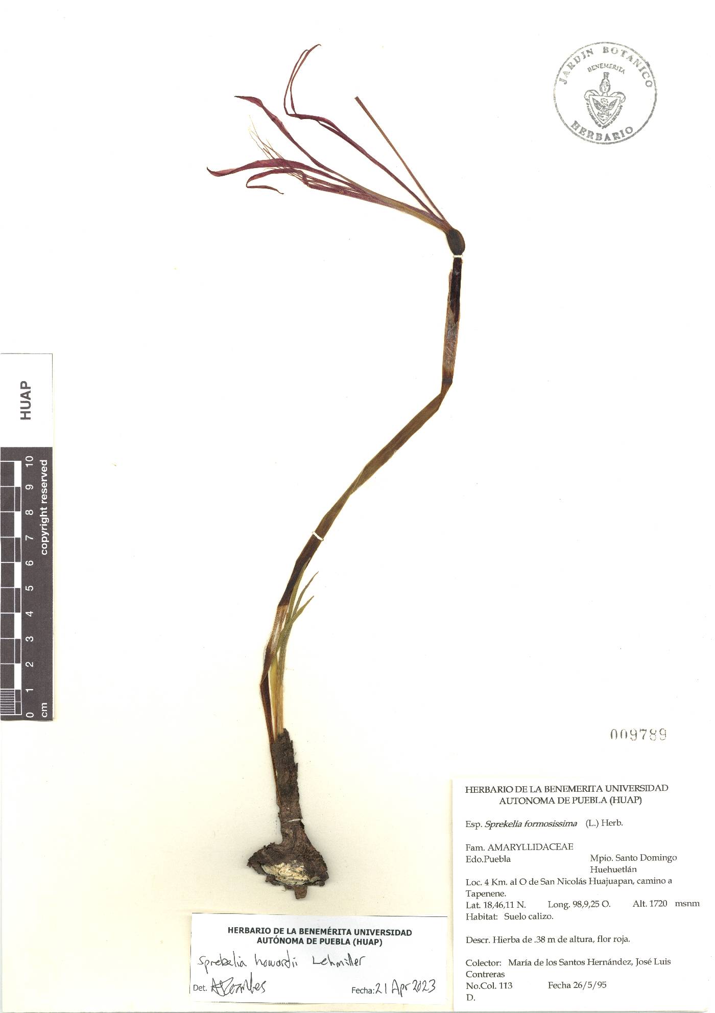 Sprekelia howardii image