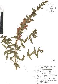 Lamourouxia rhinanthifolia image