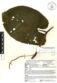 Piper auritum image