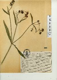 Bidens aurea image