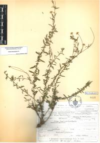 Erigeron karvinskianus image