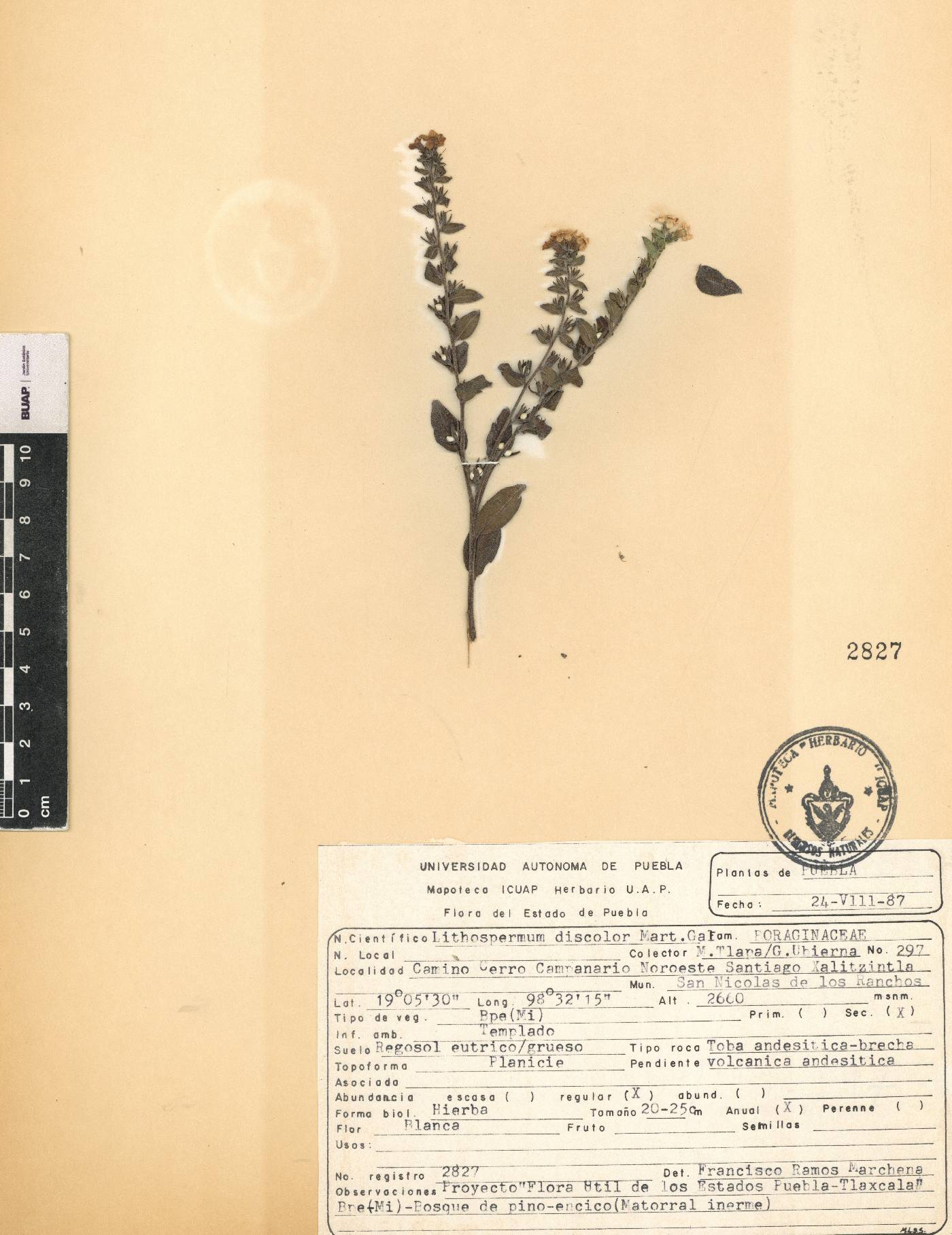 Lithospermum discolor image